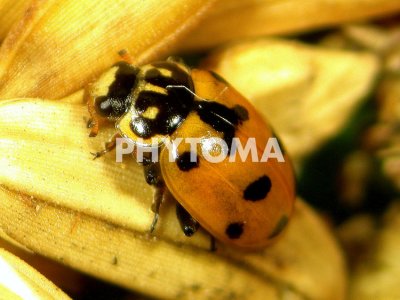 Adonia variegata